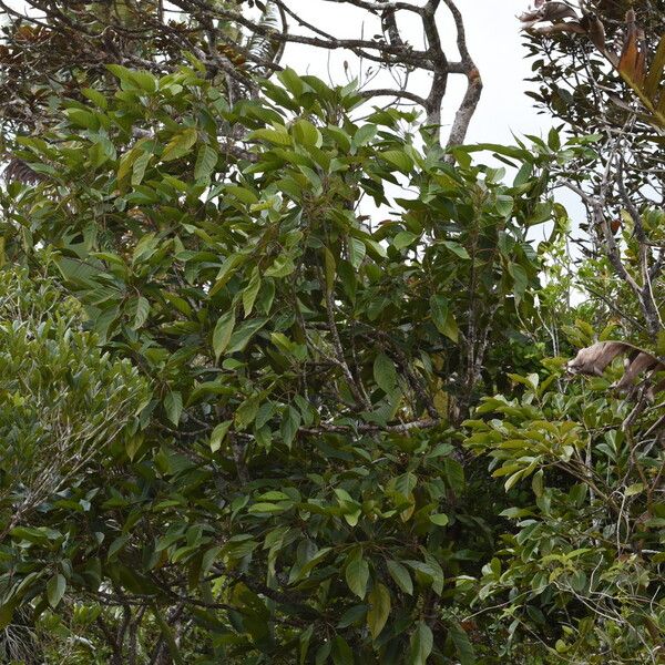 Hancea integrifolia
