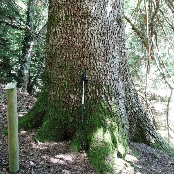 Abies cephalonica Rhisgl