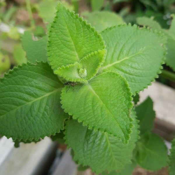 Coleus amboinicus برگ