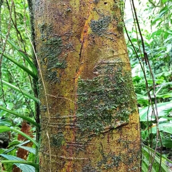 Ficus tonduzii Кора