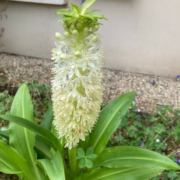 Eucomis autumnalis 花