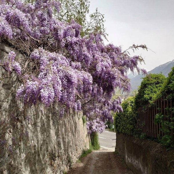 Wisteria sinensis Λουλούδι