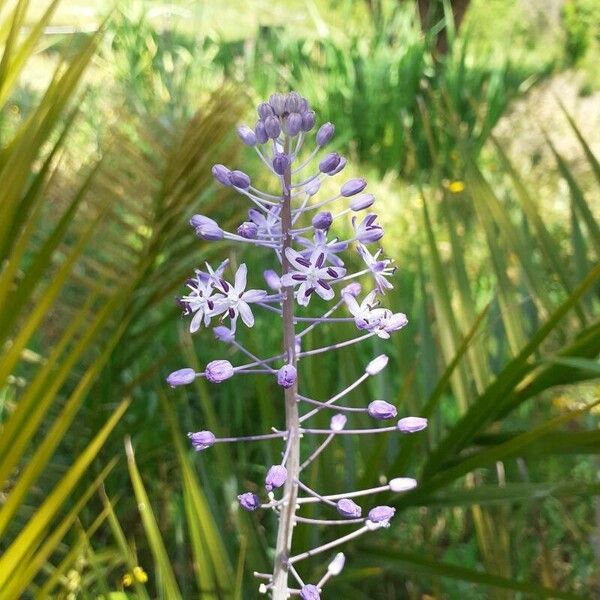 Scilla hyacinthoides 花