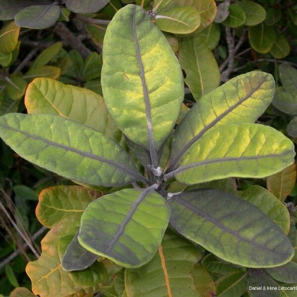 Xanthostemon francii Habit