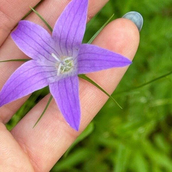 Campanula patula Flower