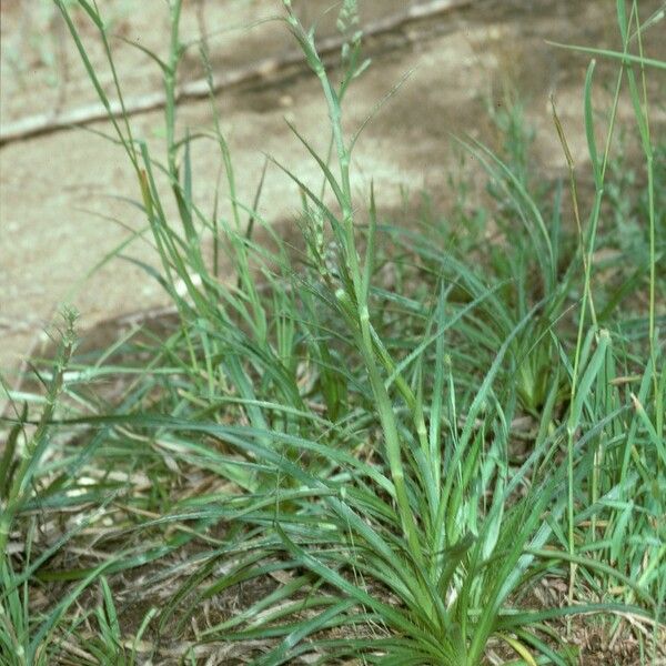 Eryngium paniculatum ശീലം