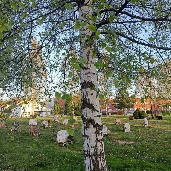 Betula pubescens Lapas