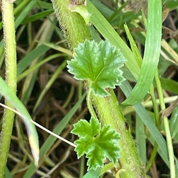 Malva neglecta Blad