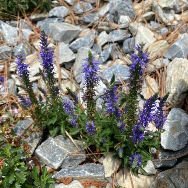 Veronica spicata Blomst