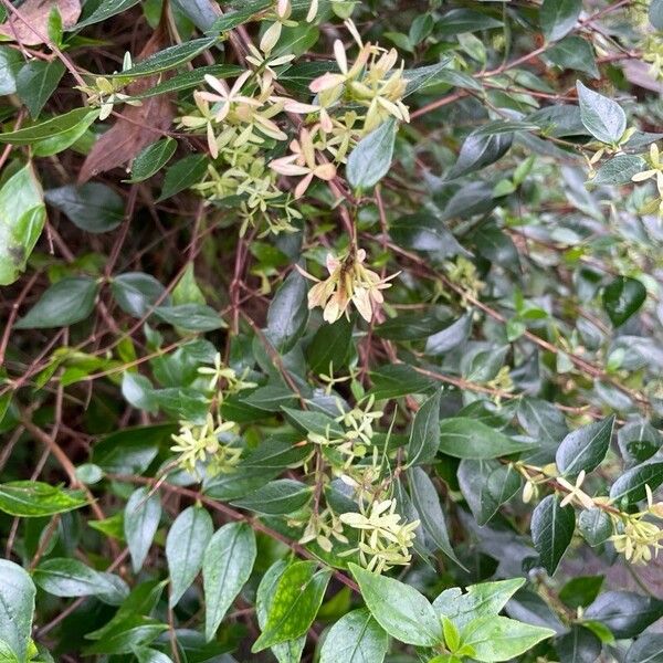 Abelia × grandiflora ᱥᱟᱠᱟᱢ