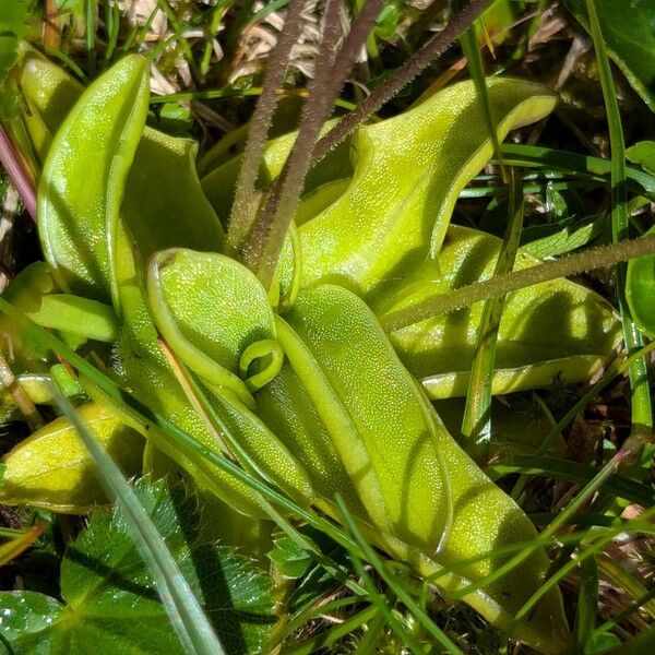 Pinguicula leptoceras Leaf