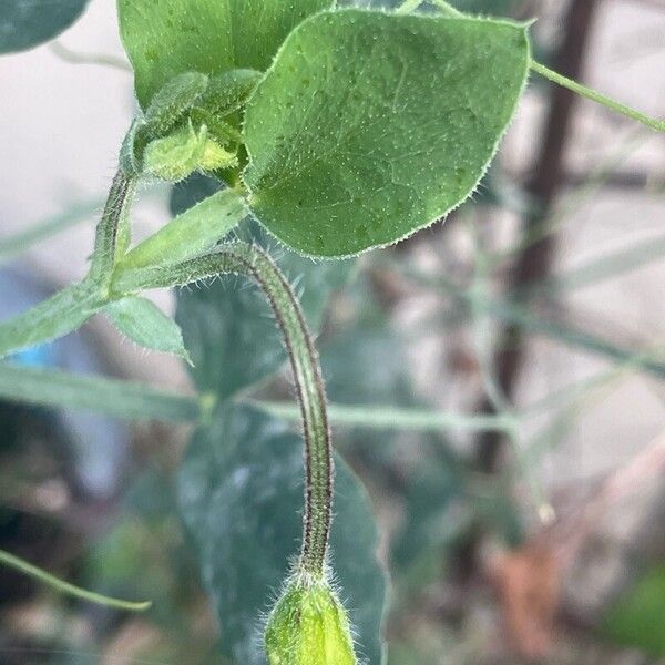 Lathyrus odoratus पत्ता