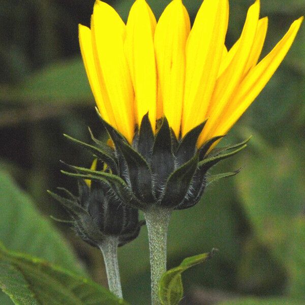 Helianthus strumosus Fleur