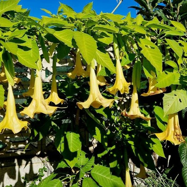 Brugmansia × candida Blatt