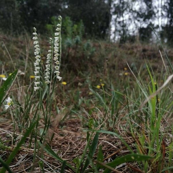 Spiranthes spiralis Flower