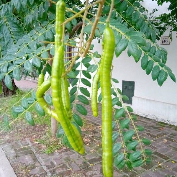 Cassia fistula 果実