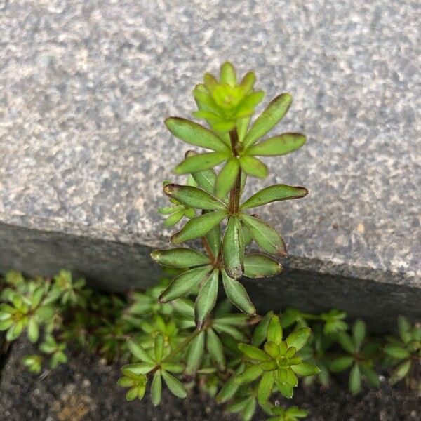 Galium sylvaticum पत्ता