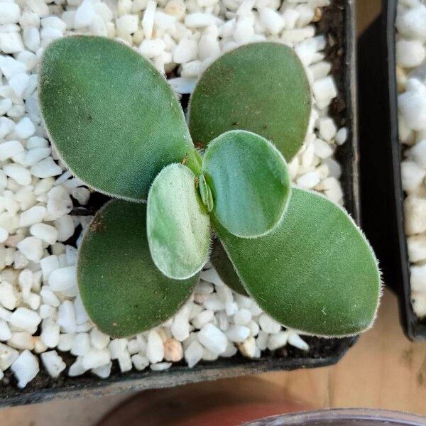 Crassula cotyledonis 叶