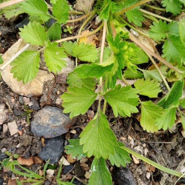 Potentilla norvegica Liść