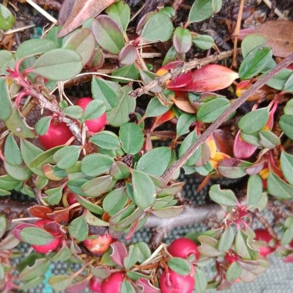 Cotoneaster microphyllus 葉