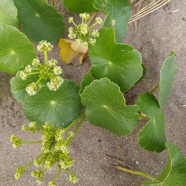 Hydrocotyle bonariensis Лист