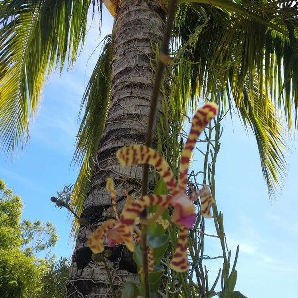 Oncidium baueri Λουλούδι