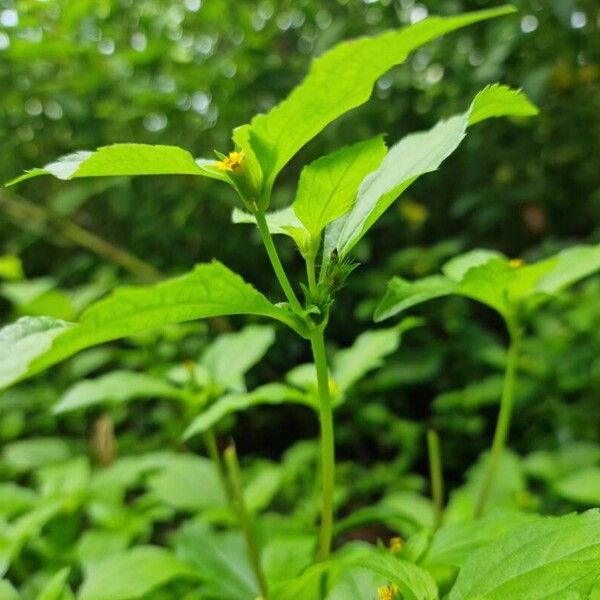 Synedrella nodiflora Кора