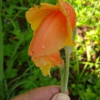 Gladiolus dalenii Blomst