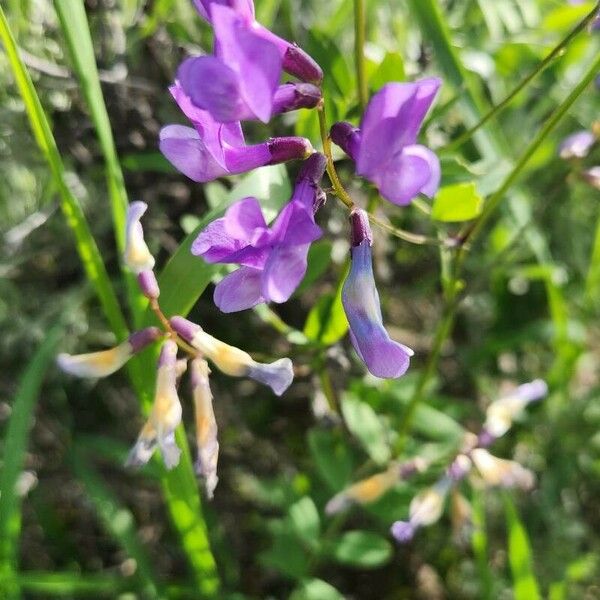 Vicia americana Flor