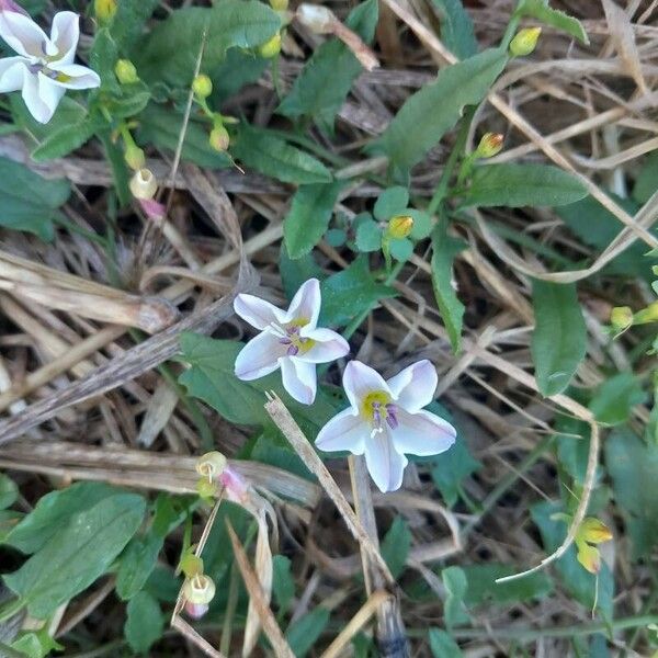 Convolvulus arvensis Fiore