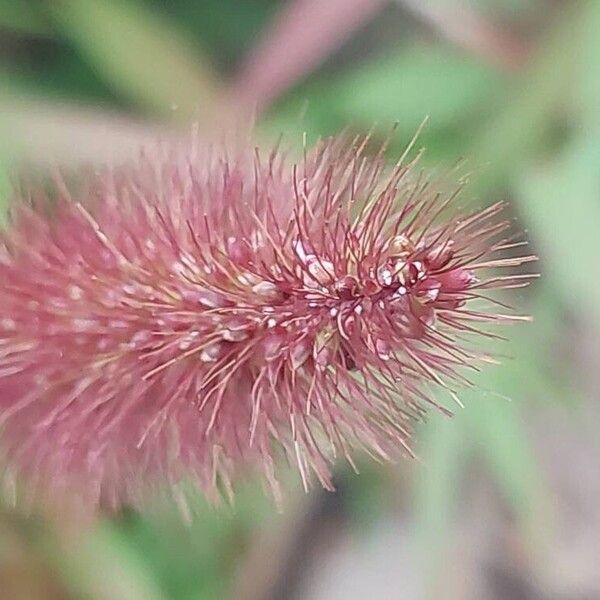 Setaria italica Flor