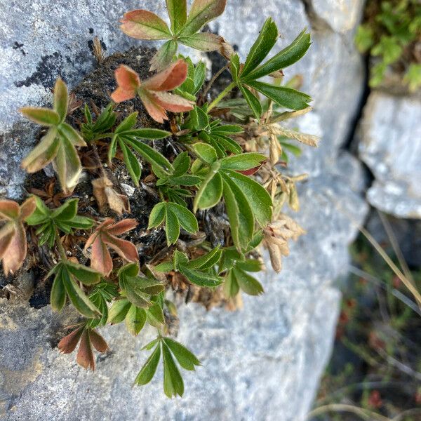 Potentilla caulescens Frunză