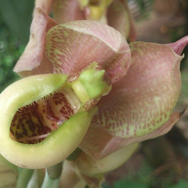 Catasetum maculatum Kvet