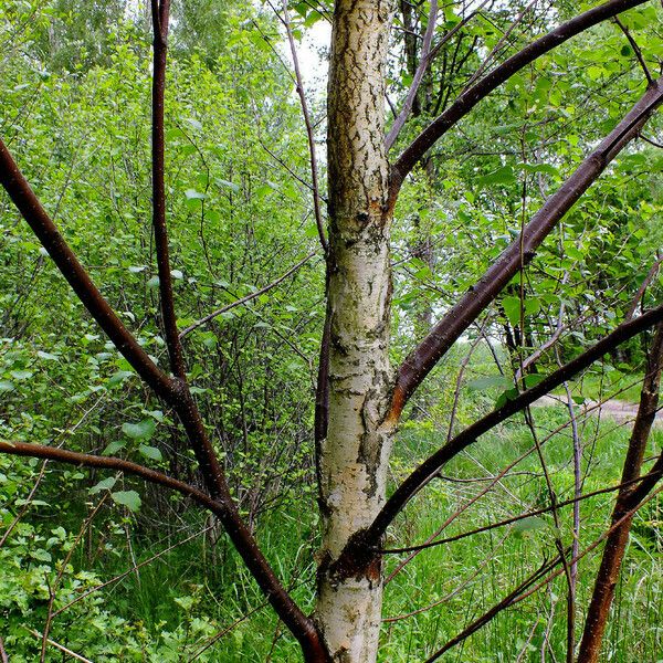 Betula occidentalis چھال