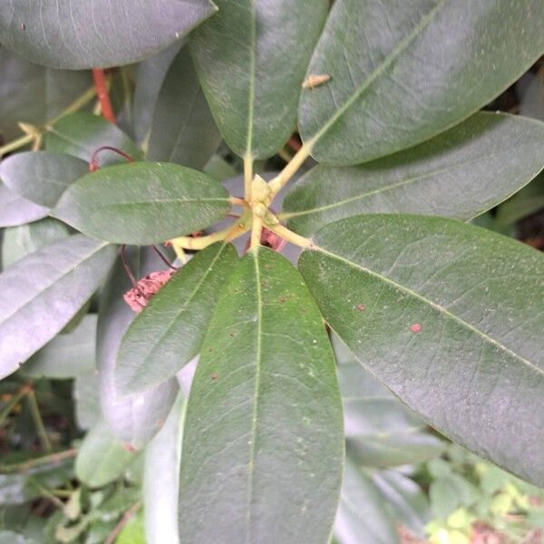 Rhododendron ponticum Blatt