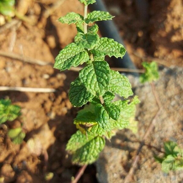 Mentha × rotundifolia Blatt