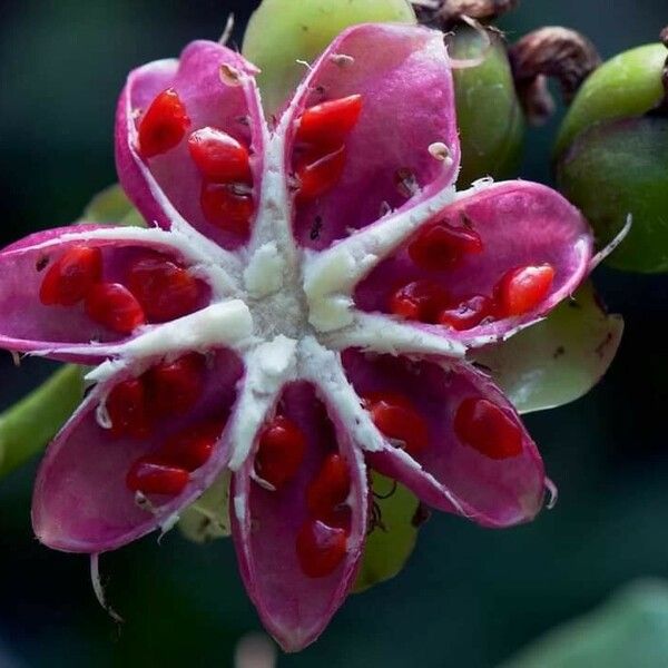 Dillenia suffruticosa Flower