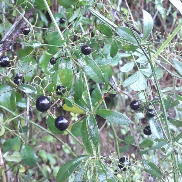 Rubia peregrina Fruit