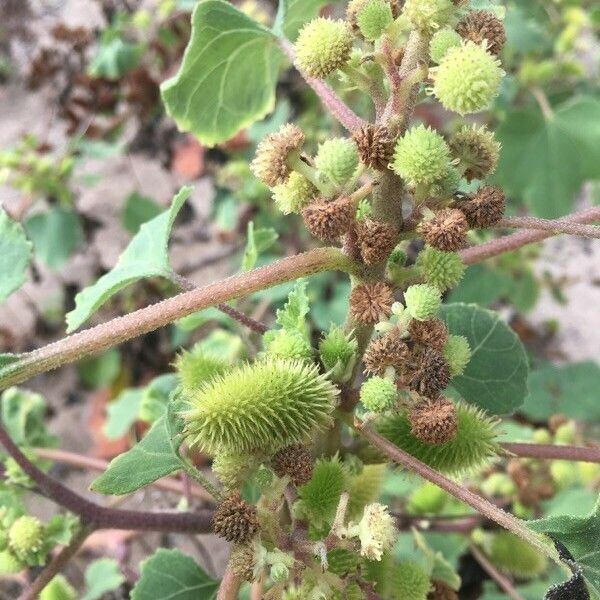 Xanthium strumarium Fruit