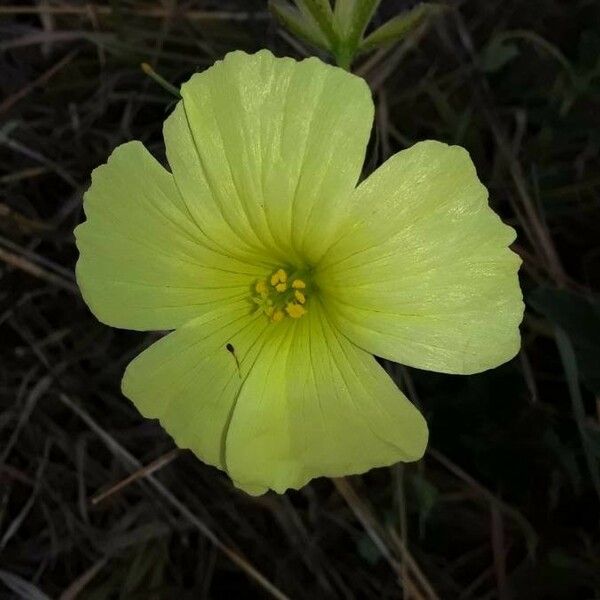 Monsonia longipes Žiedas