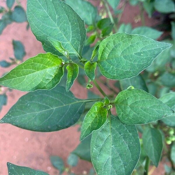 Solanum scabrum पत्ता