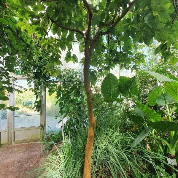 Annona cherimola Hábito