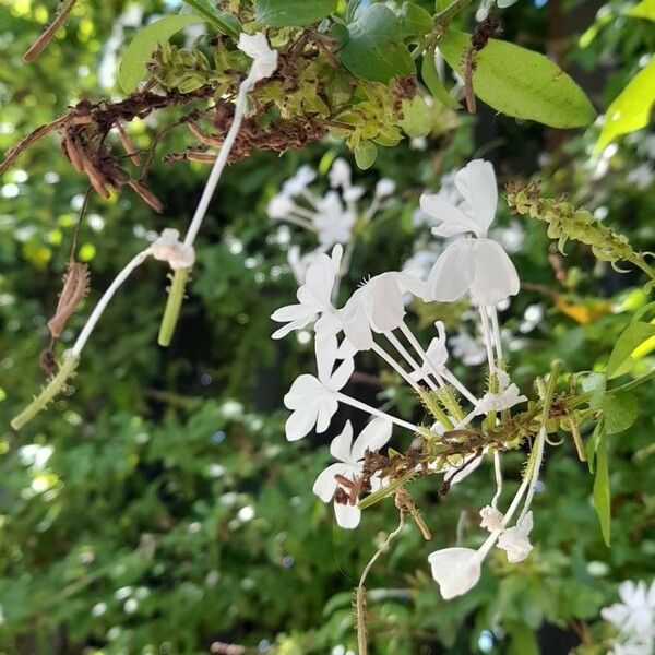 Plumbago zeylanica Flower