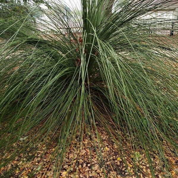 Nolina texana Leaf