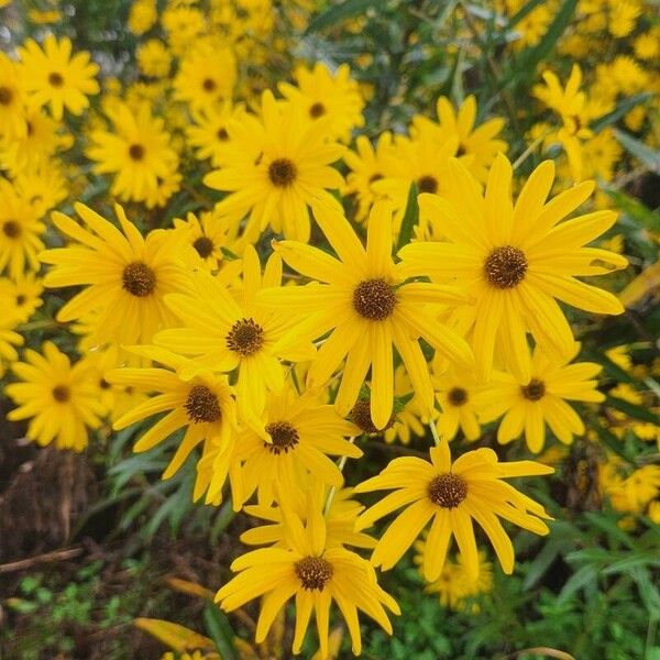 Helianthus angustifolius Fiore