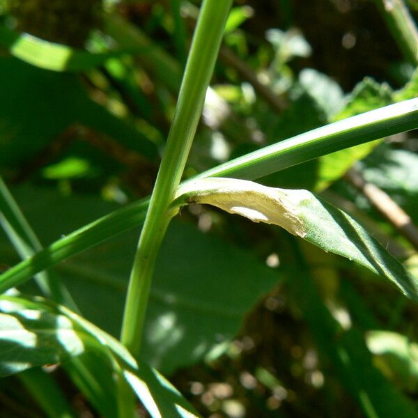 Phyteuma orbiculare Leaf