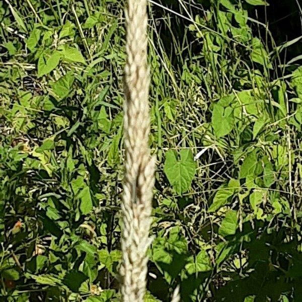 Calamagrostis epigejos Кветка