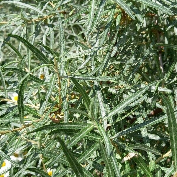 Hippophae rhamnoides Leaf