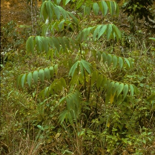 Piper aduncum Flower