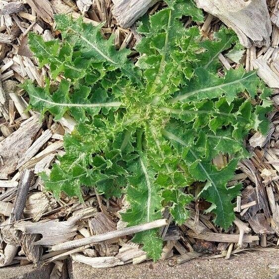 Sonchus asper Foglia